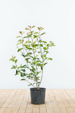 Photinia × fraseri 'Red Robin' 80-100 cm