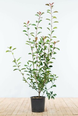 Photinia × fraseri 'Red Robin'