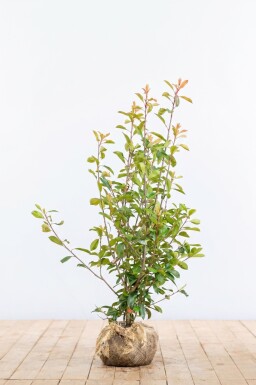 Photinia × fraseri 'Red Robin' 125-150 cm - Rodklump