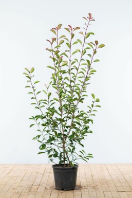 Photinia × fraseri 'Red Robin' 150-175 cm