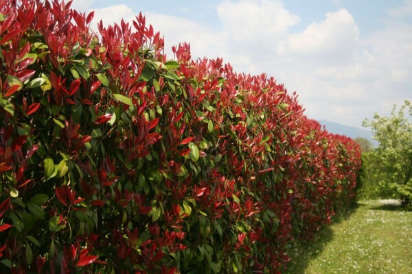 Glansmispel Photinia × fraseri 'Red Robin' hæk 150-175 rodklump Photinia × fraseri 'Red Robin' 150-175 cm