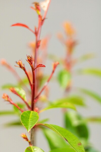 Photinia × fraseri 'Red Robin'