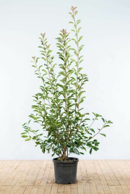 Photinia × fraseri 'Red Robin' 175-200 cm