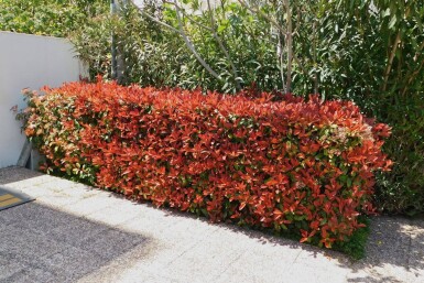 Photinia × fraseri 'Red Robin' 175-200 cm - Rodklump
