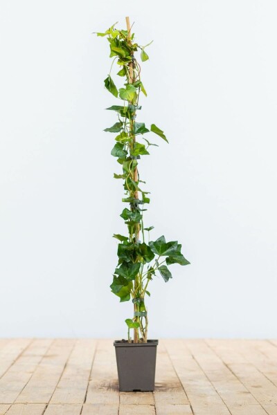 Hedera hibernica 80-100 cm