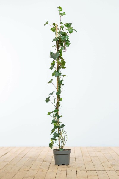 Hedera hibernica 100-125 cm