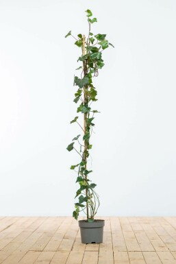 Irsk vedbend Hedera hibernica hæk 100-125 potte Hedera hibernica 100-125 cm