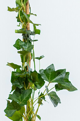 Irsk vedbend Hedera hibernica hæk 100-125 potte Hedera hibernica 100-125 cm