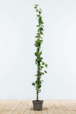 Hedera hibernica 125-150 cm
