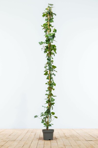 Hedera hibernica 150-175 cm