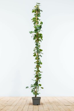 Hedera hibernica 150-175 cm