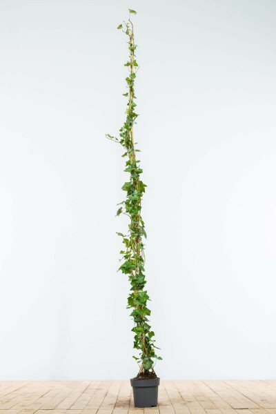 Hedera hibernica 175-200 cm