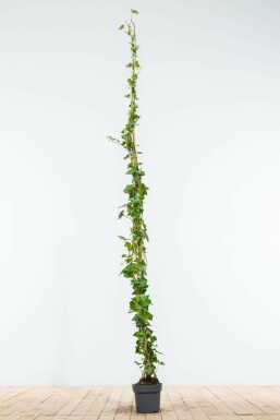Hedera hibernica 175-200 cm