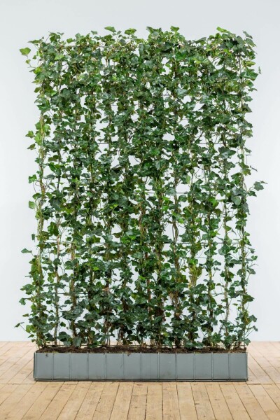 Hedera hibernica 180 cm