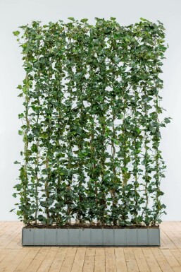 Irsk vedbend Hedera hibernica hækelement 180 potte Hedera hibernica 180 cm