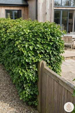 Hedera helix 80-100 cm