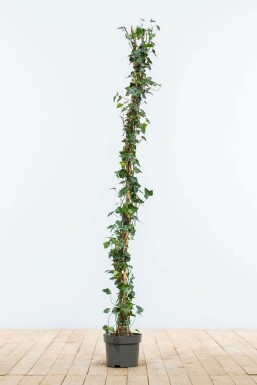 Hedera helix 100-125 cm