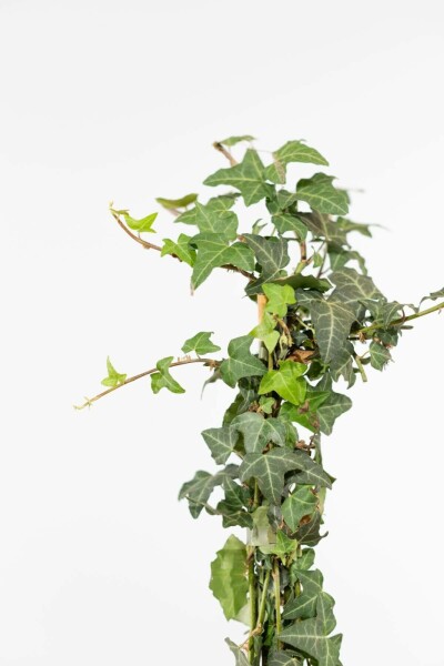 Hedera helix 100-125 cm