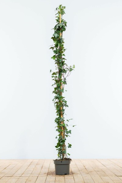 Hedera helix 125-150 cm