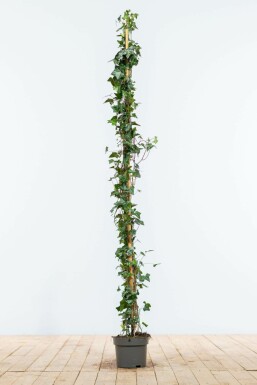 Almindelig vedbend Hedera helix hæk 125-150 potte Hedera helix 125-150 cm