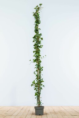 Hedera helix 150-175 cm