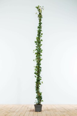 Hedera helix 175-200 cm