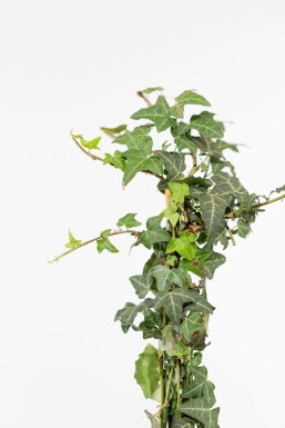 Hedera helix 175-200 cm
