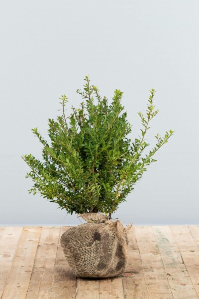Ilex crenata 'Blondie' 40-60 cm