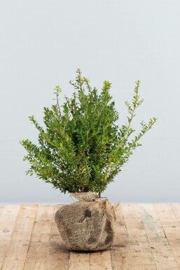 Dværgkristtorn Ilex crenata 'Blondie' hæk 40-60 rodklump Ilex crenata 'Blondie' 40-60 cm