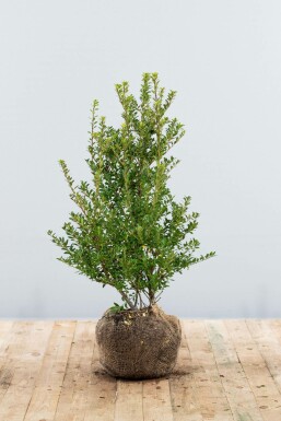 Ilex crenata 'Blondie' 60-80 cm