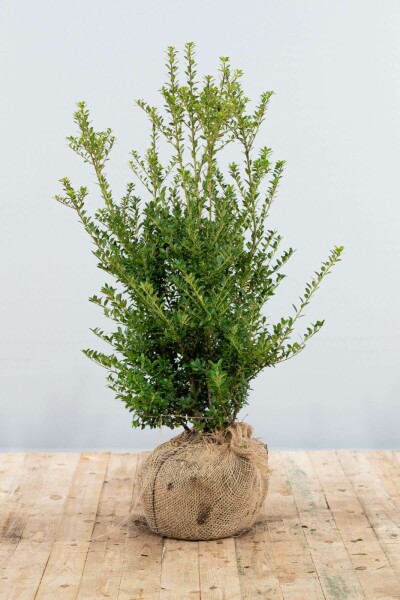 Ilex crenata 'Blondie' 80-100 cm