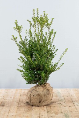 Ilex crenata 'Blondie' 80-100 cm