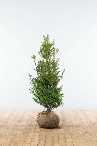 Ilex crenata 'Blondie' 100-125 cm