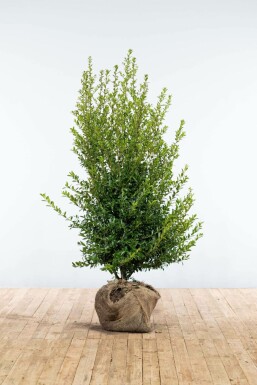 Ilex crenata 'Blondie' 125-150 cm