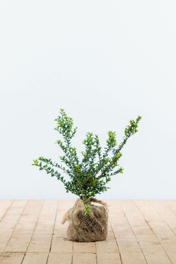 Dværgkristtorn Ilex crenata 'Convexa' hæk 20-30 potte Ilex crenata 'Convexa' 20-30 cm