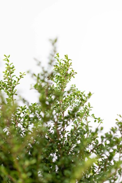 Dværgkristtorn Ilex crenata 'Convexa' hæk 20-30 potte Ilex crenata 'Convexa' 20-30 cm