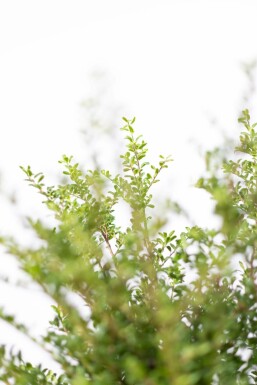 Ilex crenata 'Convexa' 30-40 cm