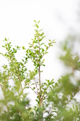 Ilex crenata 'Convexa' 40-50 cm