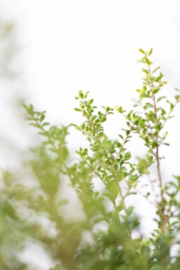 Ilex crenata 'Convexa' 60-80 cm