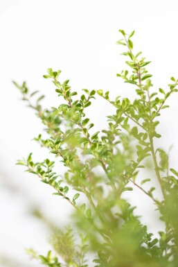 Ilex crenata 'Convexa' 60-80 cm