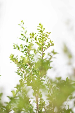 Ilex crenata 'Convexa' 60-80 cm