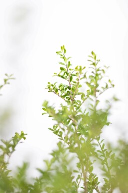 Ilex crenata 'Convexa' 60-80 cm