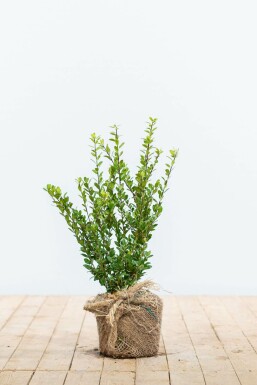 Dværgkristtorn Ilex crenata 'Caroline Upright' hæk 20-30 potte Ilex crenata 'Caroline Upright' 20-30 cm