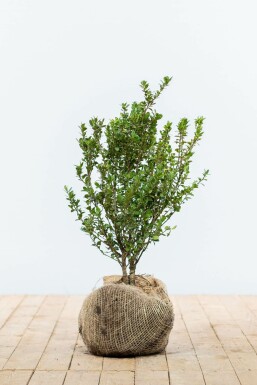 Ilex crenata 'Caroline Upright' 30-40 cm