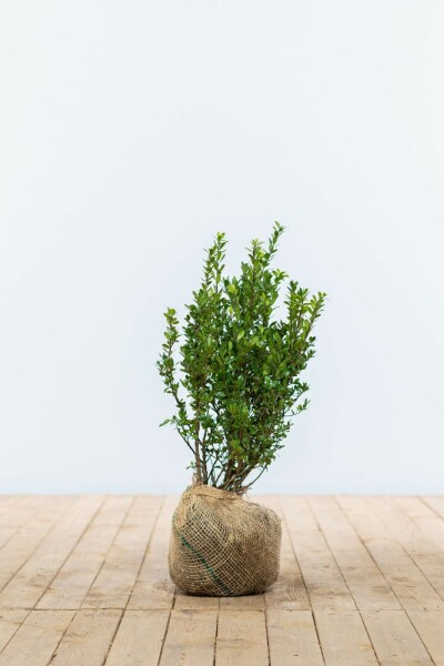 Ilex crenata 'Caroline Upright' 40-60 cm