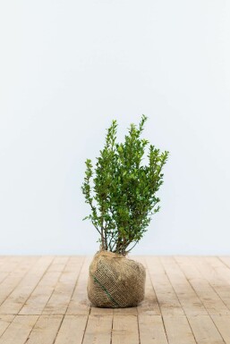 Ilex crenata 'Caroline Upright' 40-60 cm