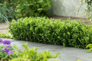 Ilex crenata 'Caroline Upright' 40-60 cm