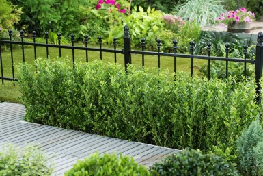 Ilex crenata 'Caroline Upright' 40-60 cm