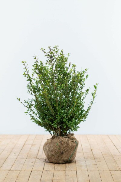 Ilex crenata 'Caroline Upright' 60-80 cm