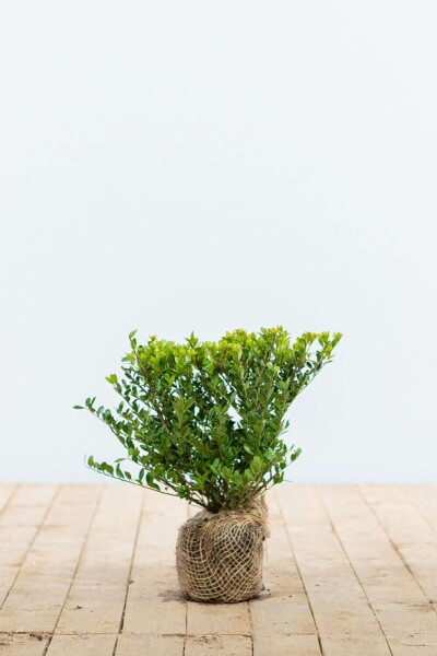 Ilex crenata 'Dark Green' 20-30 cm